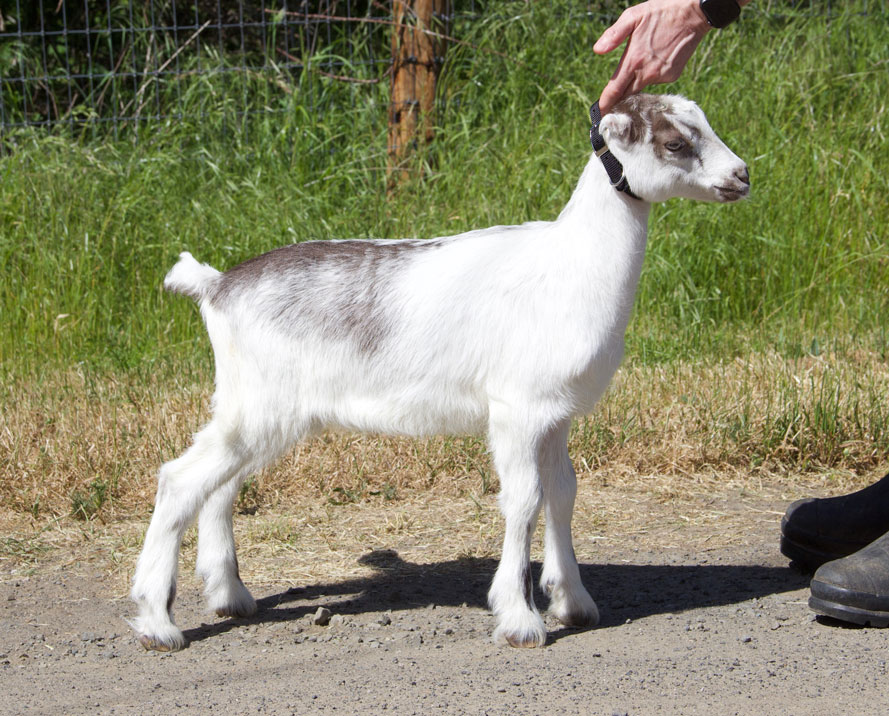 la mancha kid side view